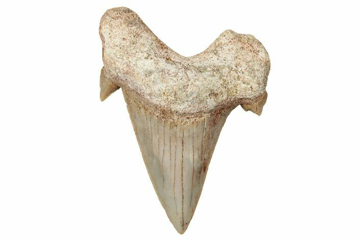 Fossil Shark Tooth (Otodus) - Morocco #353467